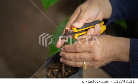 Grafting coffee shoots is a technique used to propagate coffee plants by joining a shoot from a desirable coffee variety onto a rootstock from another plant Grafting coffee shoots is a technique used to propagate coffee plants by joining a shoot from a desirable coffee variety onto a rootstock from another plant 122748121