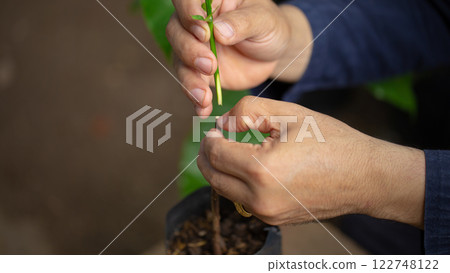 Grafting coffee shoots is a technique used to propagate coffee plants by joining a shoot from a desirable coffee variety onto a rootstock from another plant Grafting coffee shoots is a technique used to propagate coffee plants by joining a shoot from a desirable coffee variety onto a rootstock from another plant 122748122