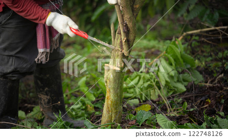 Pruning coffee trees and maintenance for coffee trees in Coffee farms promote healthy growth and increase productivity. Control plant shape, and prevent disease 122748126