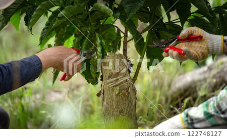 Pruning coffee trees and maintenance for coffee trees in Coffee farm 122748127