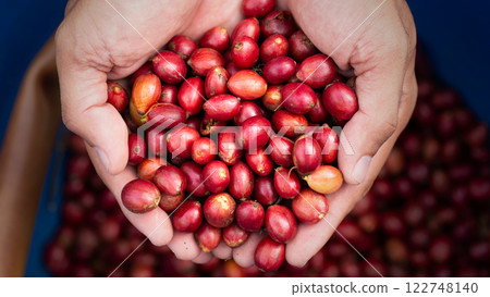 Fresh red coffee red cherry coffee bean in hands 122748140