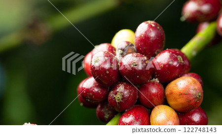 Red coffee beans that are pierced with black twig borer, black coffee borer, black coffee twig borer, and tea stem borer 122748143