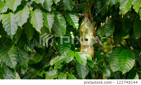 Insect catcher bottle hanging on the tree in the coffee plantation. 122748144