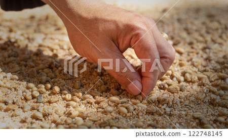 Farmer's hand planting seeds in soil, Hand growing seeds of coffee on sowing soil at garden metaphor gardening, agriculture concept. 122748145