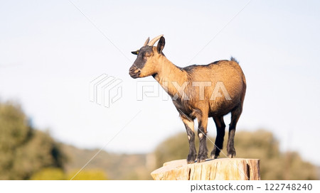 Brown and black goat standing on tree trunk in nature 122748240