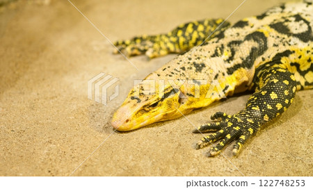 Yellow headed water monitor resting on sand in terrarium 122748253