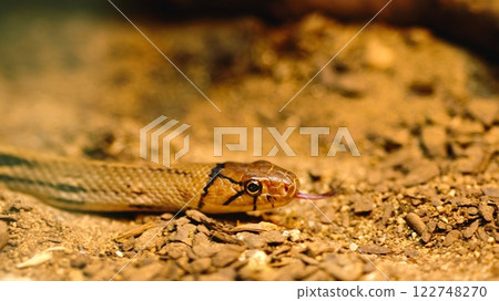 Copperhead rat snake slithering on dry ground 122748270