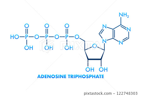 Adenosine Triphosphate Molecule Structure Showing Atoms and Bonds 122748303