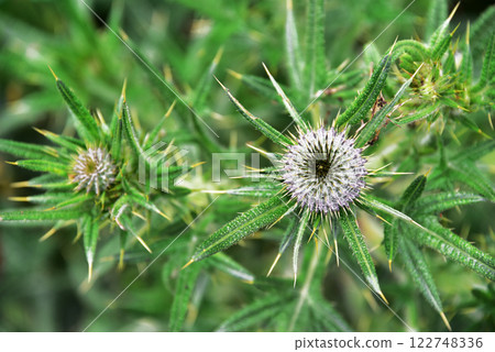 美國洋蔥 122748336