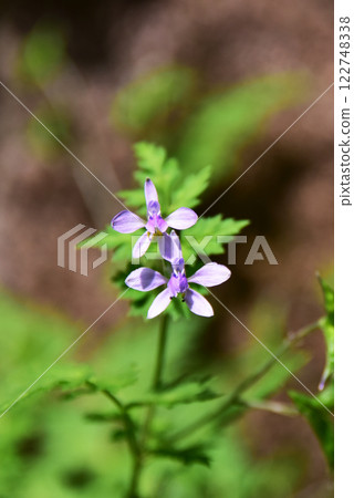 Seri babuen 122748338