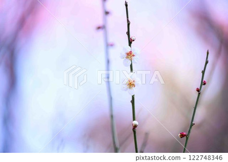 近距離觀察在陽光下盛開的白梅花（百梅園）熊本市西區島崎 122748346