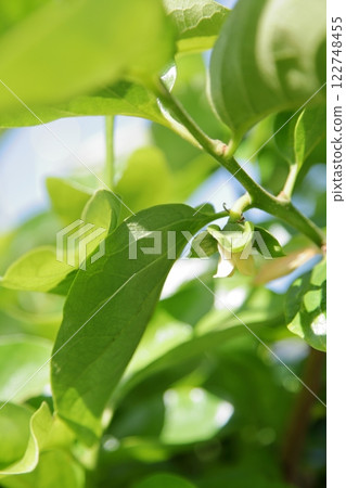 玫瑰花 玫瑰花 122748455