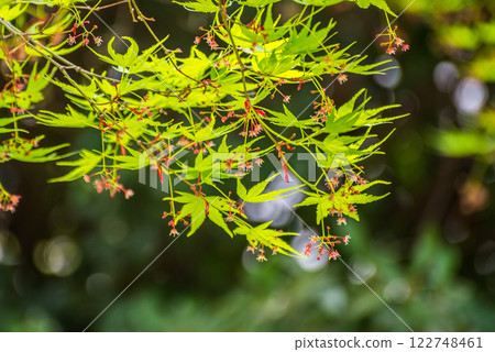 日本楓樹的嫩葉與花朵 122748461