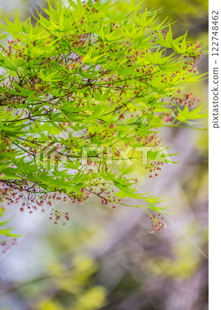 日本楓樹的嫩葉與花朵 122748462
