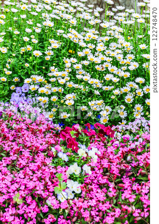 North Pole, Viola and Dianthus North Pole, Viola and Dianthus 122748470