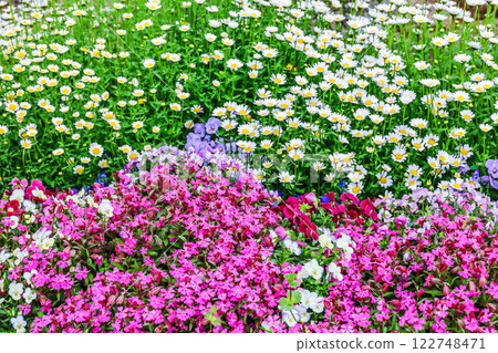 North Pole, Viola and Dianthus North Pole, Viola and Dianthus 122748471