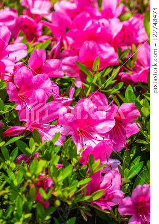 Shocking Pink Azalea Shocking Pink Azalea 122748473