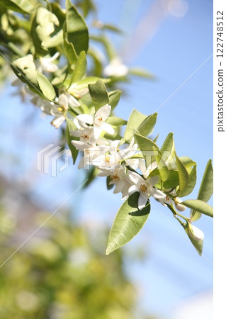 Mandarin orange flowers Mandarin orange flowers 122748512