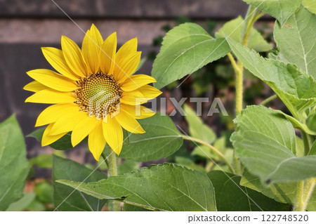 Close up Yellow Sunflower in the Garden. Close up Yellow Sunflower in the Garden. 122748520