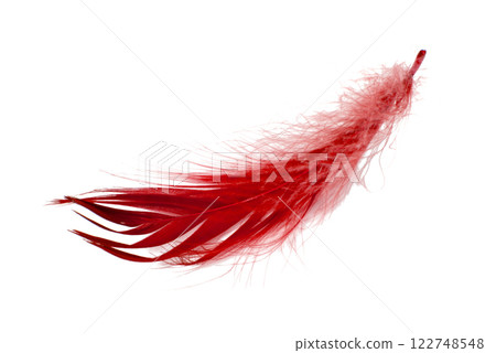 Red elegant bird feather isolated on the white background Red elegant bird feather isolated on the white background 122748548
