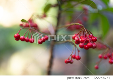 Image of Nandina (stock photo) Image of Nandina (stock photo) 122748767