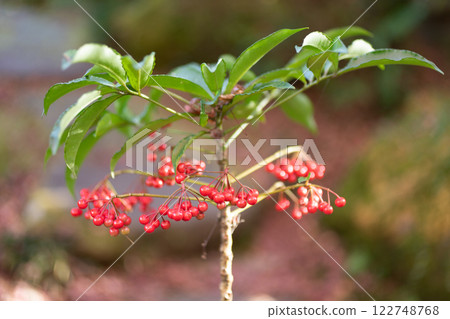 Image of Nandina (stock photo) Image of Nandina (stock photo) 122748768