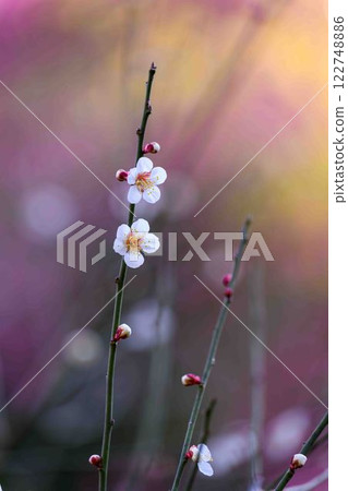 美麗的梅花 - 旅遊景點「與宮本武藏有關的坐禪石」 - 谷崎梅林公園（熊本市） 122748886