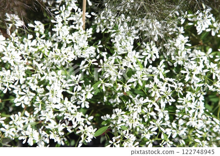 Euphorbia Euphorbia 122748945