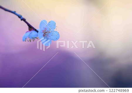 美麗的梅花 - 旅遊景點「與宮本武藏有關的坐禪石」 - 谷崎梅林公園(熊本市) 美麗的梅花 - 旅遊景點「與宮本武藏有關的坐禪石」 - 谷崎梅林公園(熊本市) 122748969