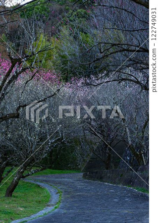 從散步道眺望梅園公園「百梅園，梅花盛開的地方」熊本市西區島崎 122749031