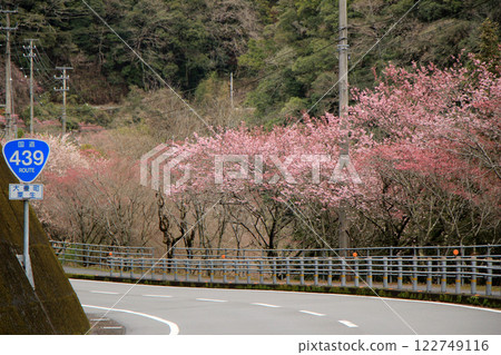 A road that feels like passing through a tunnel of cherry blossoms in full bloom 122749116