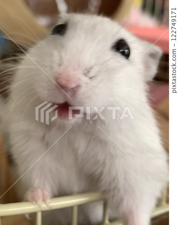 笑倉鼠 笑倉鼠 122749171