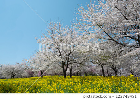 Cherry blossoms and blue sky and rape field Cherry blossoms and blue sky and rape field 122749451