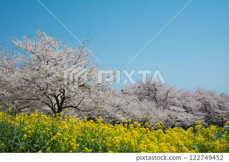 Cherry blossoms and blue sky and rape field Cherry blossoms and blue sky and rape field 122749452