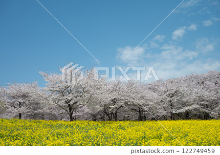 Cherry blossoms and blue sky and rape field Cherry blossoms and blue sky and rape field 122749459