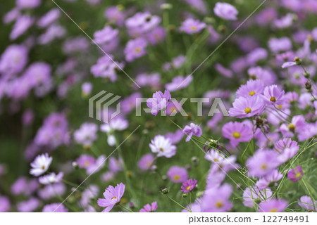 盛開在宇宙領域的粉紅色宇宙 122749491