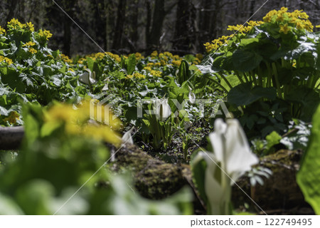 臭菘在春日陽光下閃閃發光 122749495