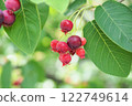 Red Juneberry Fruit in the Garden Red Juneberry Fruit in the Garden 122749614