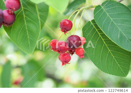 花園裡的紅六月莓果子 122749614