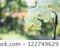 Beautiful white flower, Phalaenopsis Beautiful white flower, Phalaenopsis 122749629