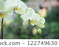 Beautiful white flower, Phalaenopsis Beautiful white flower, Phalaenopsis 122749630