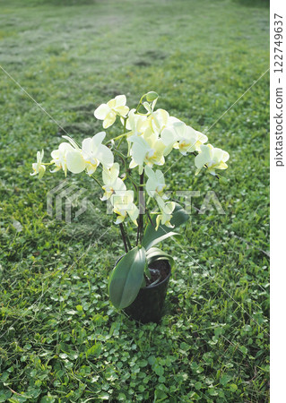 Beautiful white flower, Phalaenopsis 122749637