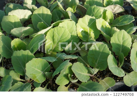 Cabbage seedlings, 1.5 months after sowing Cabbage seedlings, 1.5 months after sowing 122749708