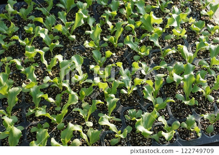 Lettuce seedlings Lettuce seedlings 122749709