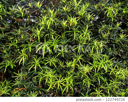 Cypress leaves in a summer hedge 122749726