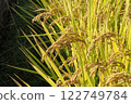 Image of autumn rice Image of autumn rice 122749784