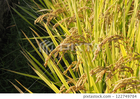 秋稻的形象 122749784