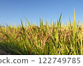 Golden ears of rice shining against the blue sky Golden ears of rice shining against the blue sky 122749785