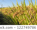 Golden ears of rice shining against the blue sky Golden ears of rice shining against the blue sky 122749786