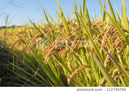 Golden ears of rice shining against the blue sky 122749786